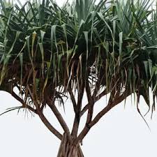 Image result for Pandanus livingstonianus