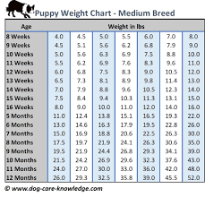Puppy Weight Chart This Is How Big Your Dog Will Be Dog