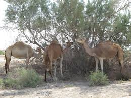 Learn how camel humps work and why they're not filled with water. The Holyoaks In The Holy Land Camels