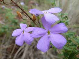 Image result for Buchnera