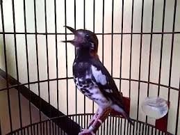 Anis Kembang Gacor Ngeplong Istimewa Suara Burung Ani Kembang Bird