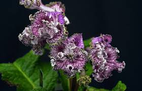 Image result for Streptocarpus solenanthus × eylesii