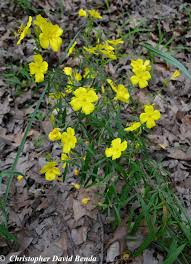 Image result for Otiophora