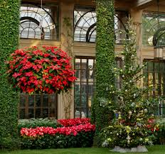 All In The Family Poinsettias And Their Quot Cousins Quot Longwood Longwood Gardens Longwood Gardens Pa Poinsettia
