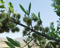 Image result for Combretum mossambicense