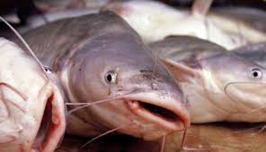 Maybe you would like to learn more about one of these? Proses Pemasakan Matikan Parasit Cacing Pada Ikan Universitas Gadjah Mada