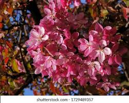 Image result for Malus × purpurea