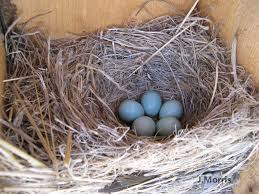 Birds That Lay Eggs On The Ground Western Bluebird Eggs By J Morris Blue Bird Bluebird Eggs Nesting Boxes