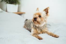 Image result for white yorkshire terrier