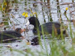 coots