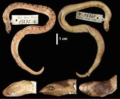 Image result for Commiphora angolensis