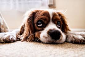 Or for cute boy dog names fit for a prince? Top Male Dog Names 2019 127 Dog Names Their Meanings
