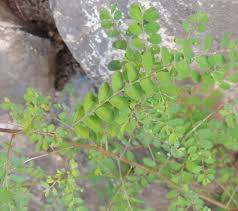 Image result for Phyllanthus tenellus