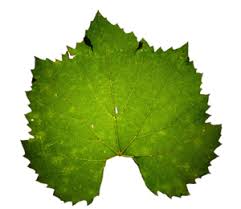 Wine Grape Varietal Leaves Wine Blog