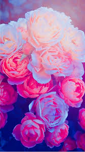 Pinterest Shycreemeredith Flower Iphone Wallpaper Flower Wallpaper Beautiful Flowers Wallpapers