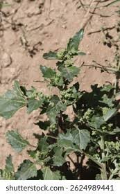 Image result for Chenopodiastrum