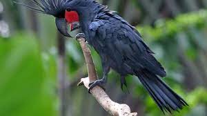 Psittrichas fulgidus pesquet's parrot conservation status: 9 Parrots You Should Meet Mental Floss
