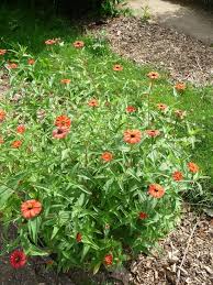 L Elegance Du Zinnia Du Perou Zinnia Peruviana Paris Cote Jardin Plante Jardin Jardins Fleurs Simples