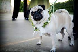 Pug With Beautiful Floral Wedding Day Collar Pugs Animals Wedding Bells