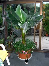 Image result for Musa Cavendish