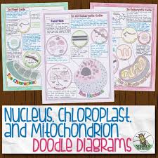 Start studying chloroplasts and mitochondria answers. Nucleus Chloroplast And Mitochondrion Doodle Diagram Notes
