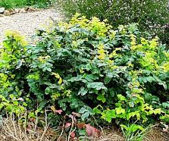 Image result for Berberis