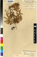 Image result for Caesalpinia rubra