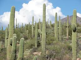 One of the greatest things about hiking in while at first sight of seeing a healthy and plump saguaro cactus one might expect some type of gel sometimes when a saguaro falls, it leaves the wooden skeleton still standing in place or pieces may. Arizonza Trip 2006 24 Desert Pictures Desert Plants Saguaro Cactus