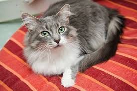 1 Pet Image
