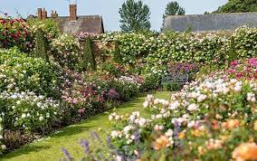 Heirloom Bulbs Garden History Blog