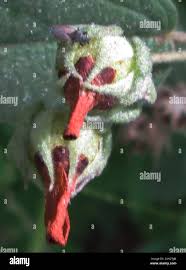 Image result for Melhania acuminata