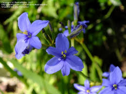 Image result for Aristea ecklonii