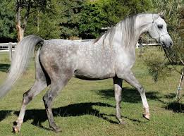 Horse Art Photograph Giclee Print On Fine Art Watercolor Paper Of A Beautiful Mexican Silver Saddle On A Dapple Gray Andalusian Horses Beautiful Arabian Horses