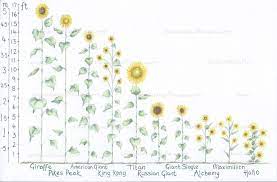 We did not find results for: 31 Most Wonderful Sunflowers With Height Guide Tried And Tested Sunflower Facts Growing Sunflowers Perennial Sunflower