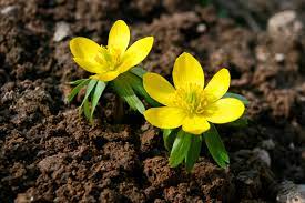 Best in locations that enjoy full sun at the time of bloom, but become shady as overhead trees leaf out. Spring Flowering Bulbs Bulbs More University Of Illinois Extension