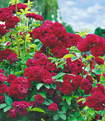 Gartenfreunde finden in einer gärtnerei vor ort sowie im baumarkt passende pflanzen, mit denen der eigene garten effektiv. Rambler Rosen Kollektion 1a Qualitat Baldur Garten