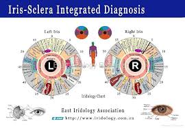 iridology charts english spanish version healthy living