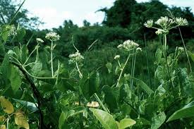 Image result for Grewia micrantha