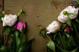 We did not find results for: Fascinating Meaning And Symbolism Of Peony Flowers And Tattoo Florgeous