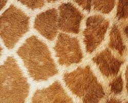 Find and download giraffe background on hipwallpaper. Giraffe Animal Skin Texture Giraffe Print Giraffe Skin