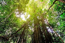 Image result for ficus benjamina en casa