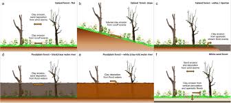 Soil erosion in malaysia today maybe caused by him. Soil Erosion As A Resilience Drain In Disturbed Tropical Forests Springerlink