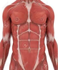 Anatomyzone is the leading resource for simple and concise 3d anatomy tutorials, with over 200 videos and a new range of interactive 3d anatomy models. Anatomy Muscle Map On White Isolated Stock Photo Picture And Royalty Free Image Image 54728991