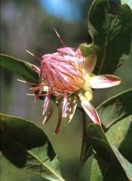 Image result for Protea angolensis