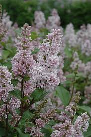 Image result for Syringa prestoniae