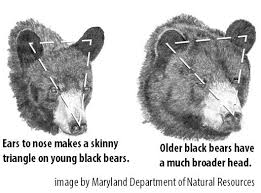 bear hunt 4 ways to judge the size and age of a black bear