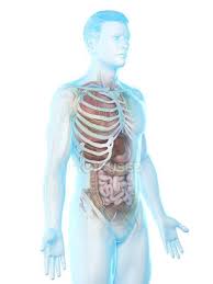 Anatomy is the science that studies the structure of the body. Realistic Human Body Model Showing Male Anatomy With Internal Organs Behind Ribs Digital Illustration Biological Human Anatomy Stock Photo 308624164