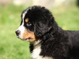 Vorlieben, erziehung und pflege des berner sennenhundes an allererster stelle ist der berner sennenhund heute ein familienhund. Berner Sennenhund Welpen Kaufen