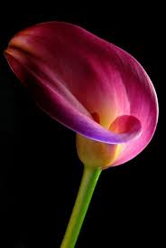 Pin By Maryann Hakes On Wow Flowers Pics Pink Calla Lilies Beautiful Flowers Calla Lily