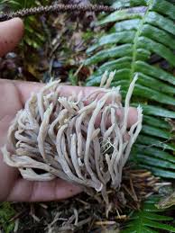 Image result for Clavulina cinerea